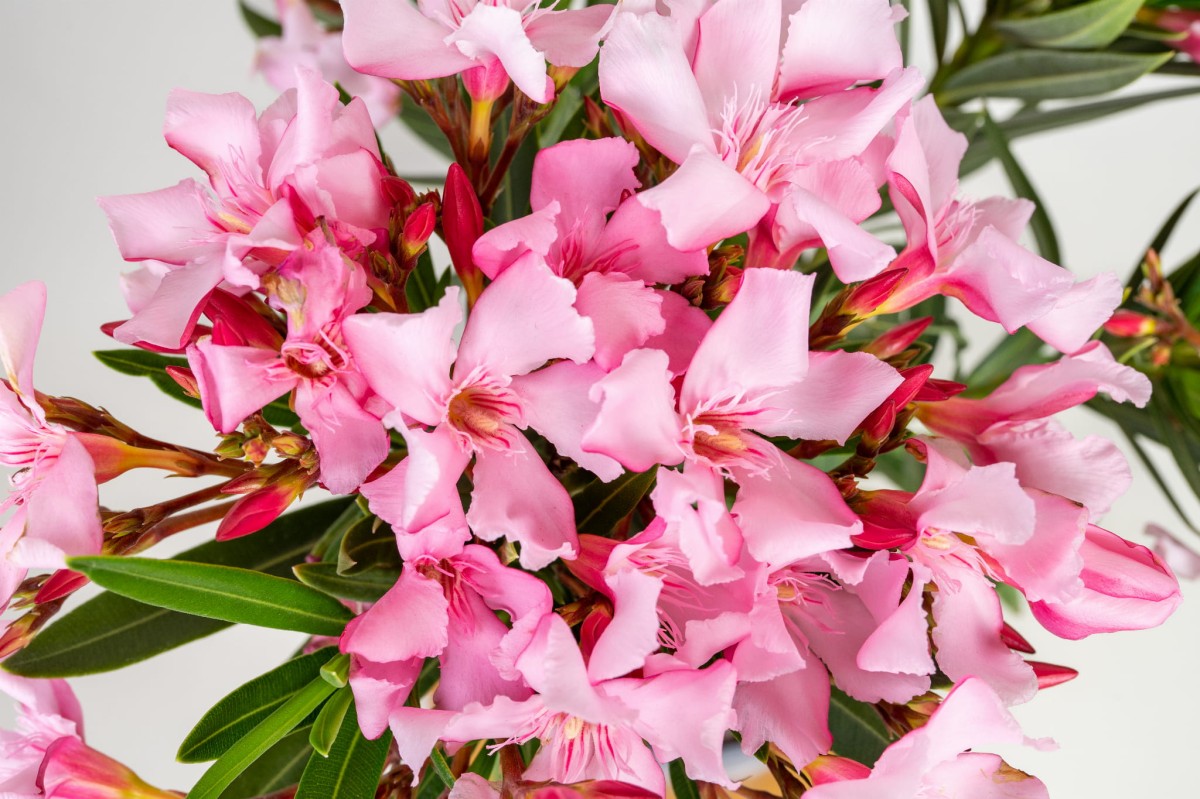oleander-pospolity-nerium-petite-pink-kwiat-04.jpg