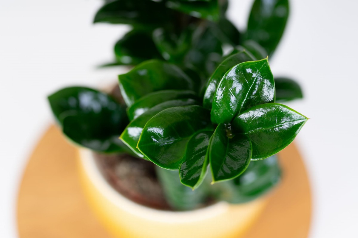 Zamioculcas-Zenzi-Zenzi-ZZ-Plant-Zamiokulkas-zamiolistny-05.jpg