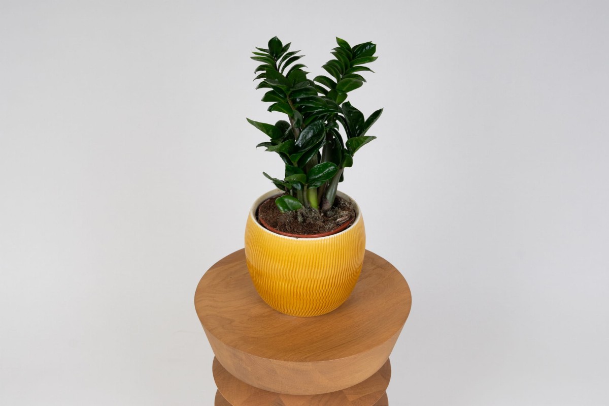 Zamioculcas-Zenzi-Zenzi-ZZ-Plant-Zamiokulkas-zamiolistny-01.jpg