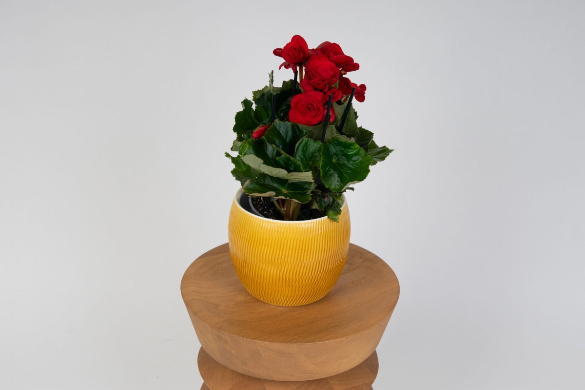 Begonia-bulwiasta-czerwona-01.jpg