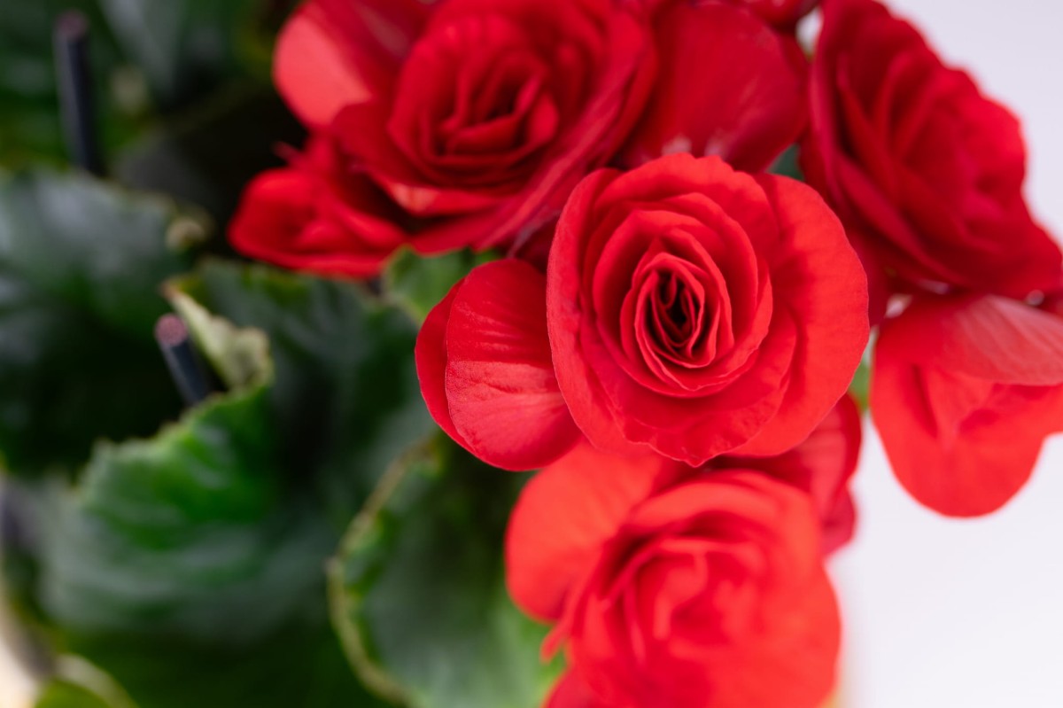 Begonia-bulwiasta-czerwona-03.jpg