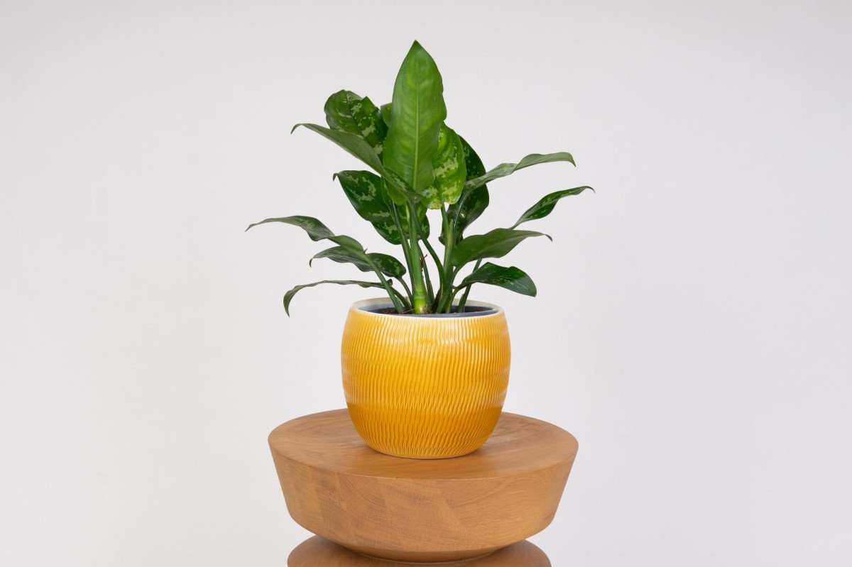 Aglaonema-Maria-01.jpg