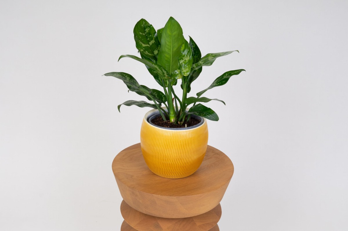 Aglaonema-Maria-02.jpg