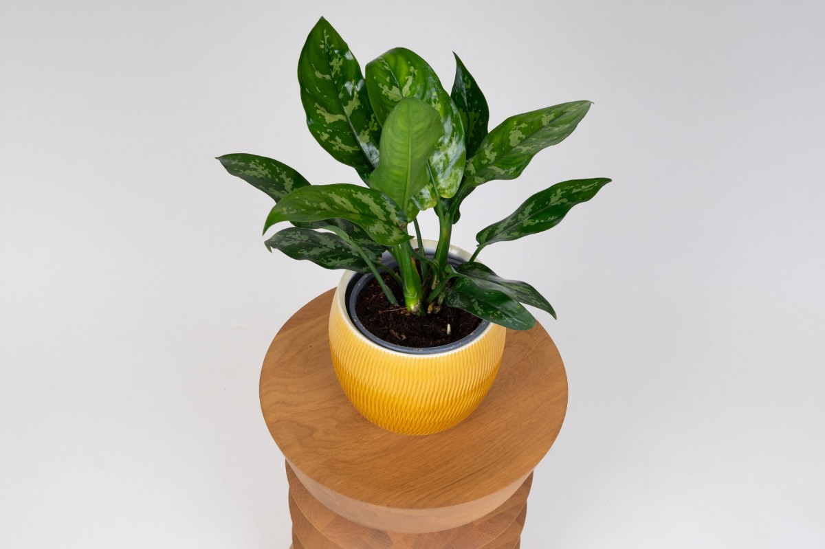 Aglaonema-Maria-03.jpg