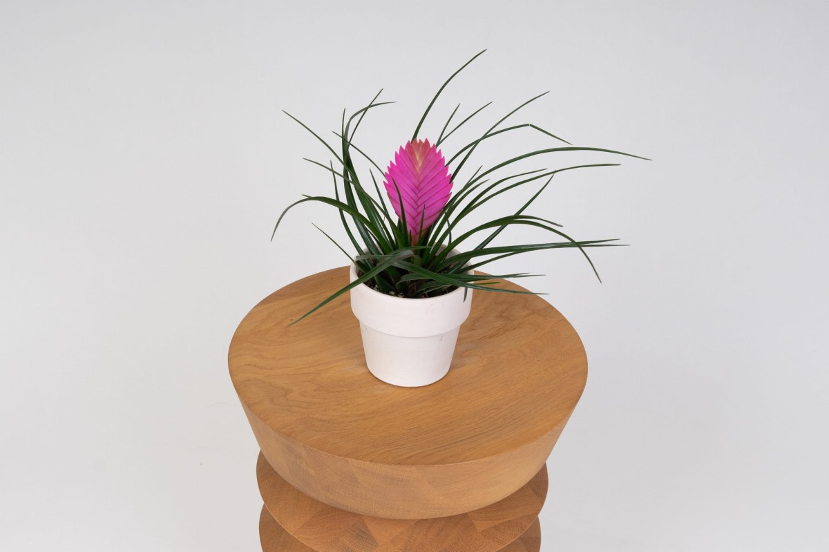 Oplatwa-Tillandsia-Cyanea-02.jpg