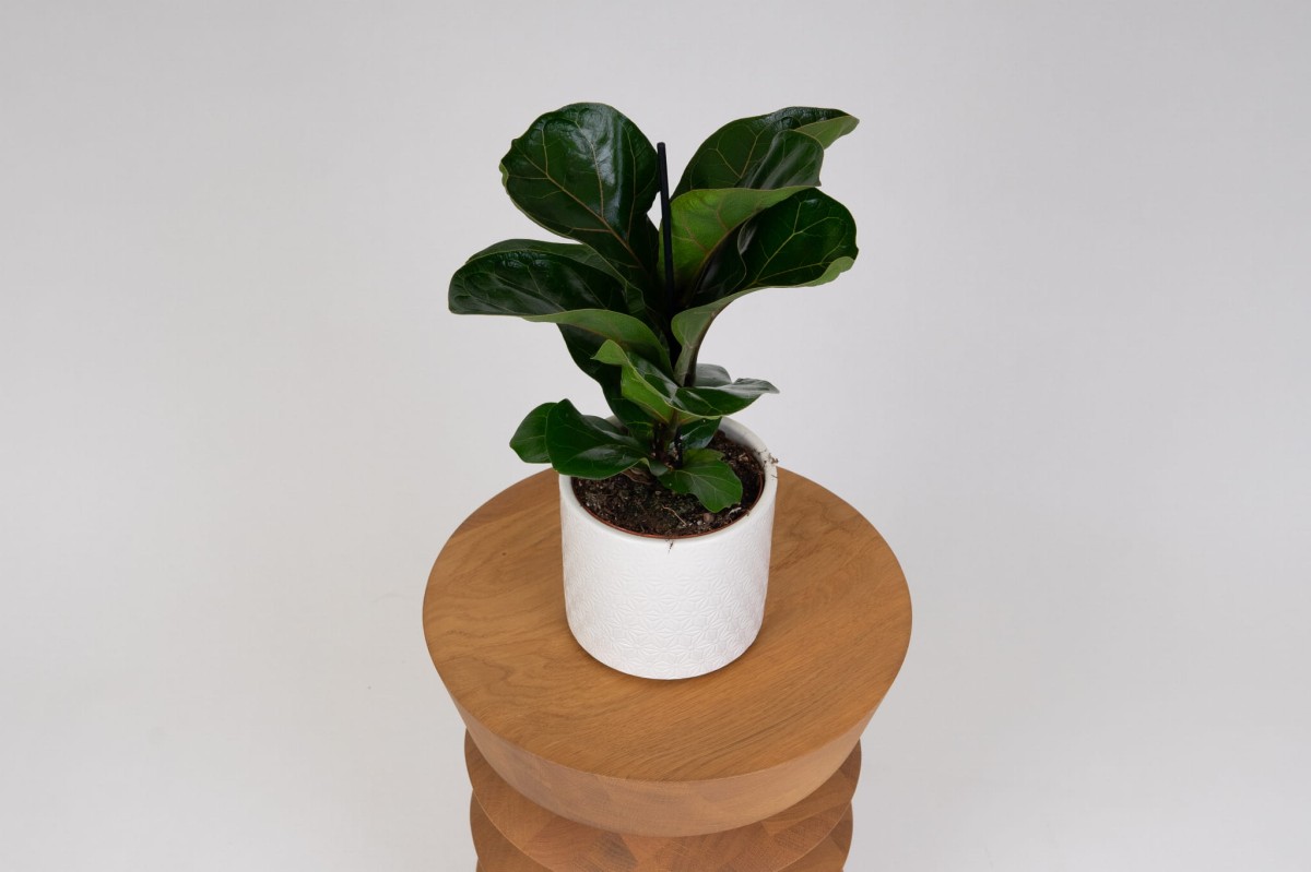 Fikus-lyrata-ficus-dębolistny-03.jpg