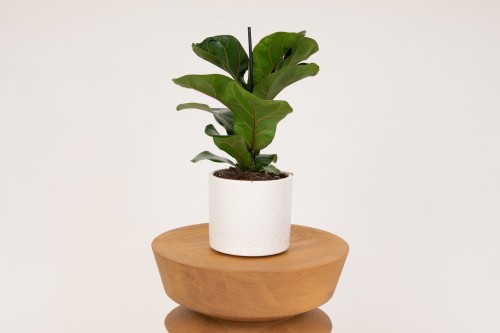 Fikus lyrata (ficus dębolistny)