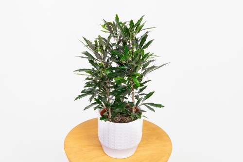 Schefflera Plerandra Elegantissima (Szeflera Dizygotheca-Najwytworniejsza) 