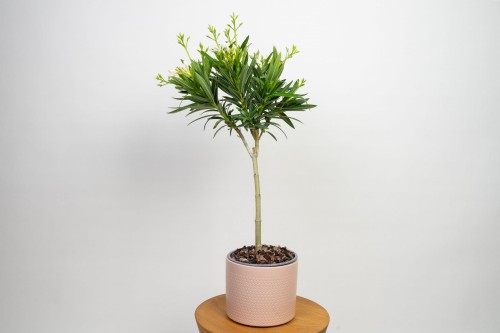 Oleander pospolity ‘nerium petite alsace’