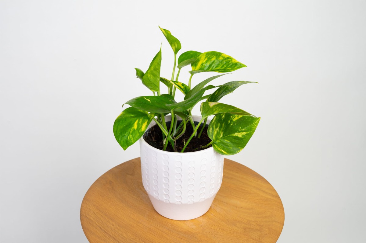 epipremnum-zlociste-aureum-03.jpg