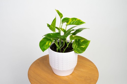 Epipremnum aureum (Epipremnum złociste)