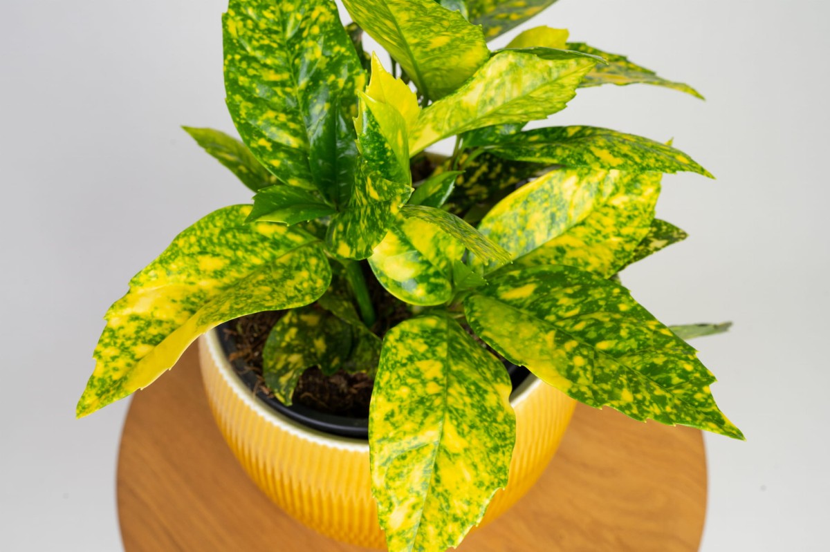 aukuba-japonska-crotonifolia-kwiaty-02.jpg