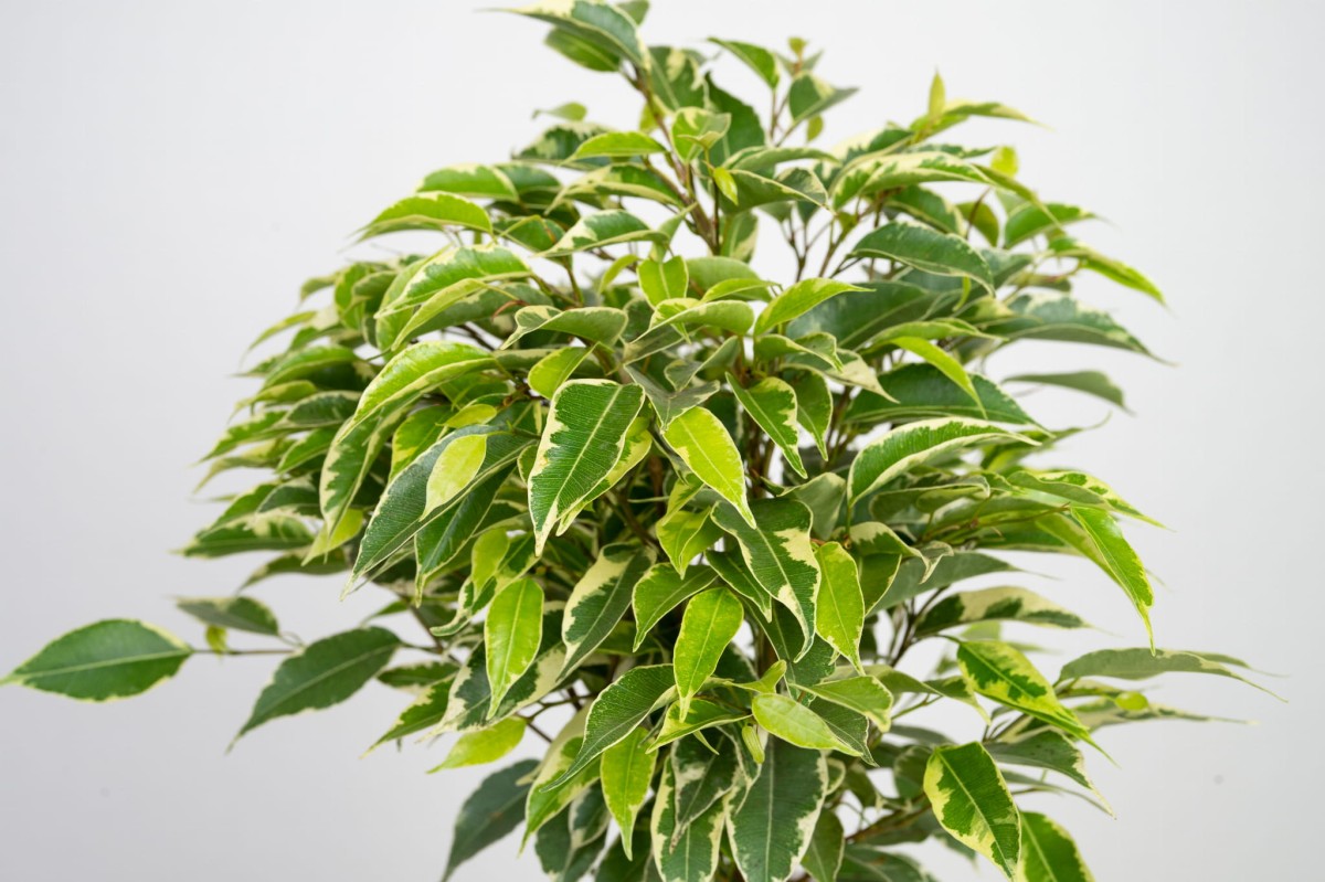 ficus-benjamina-kinky-liscie-02.jpg