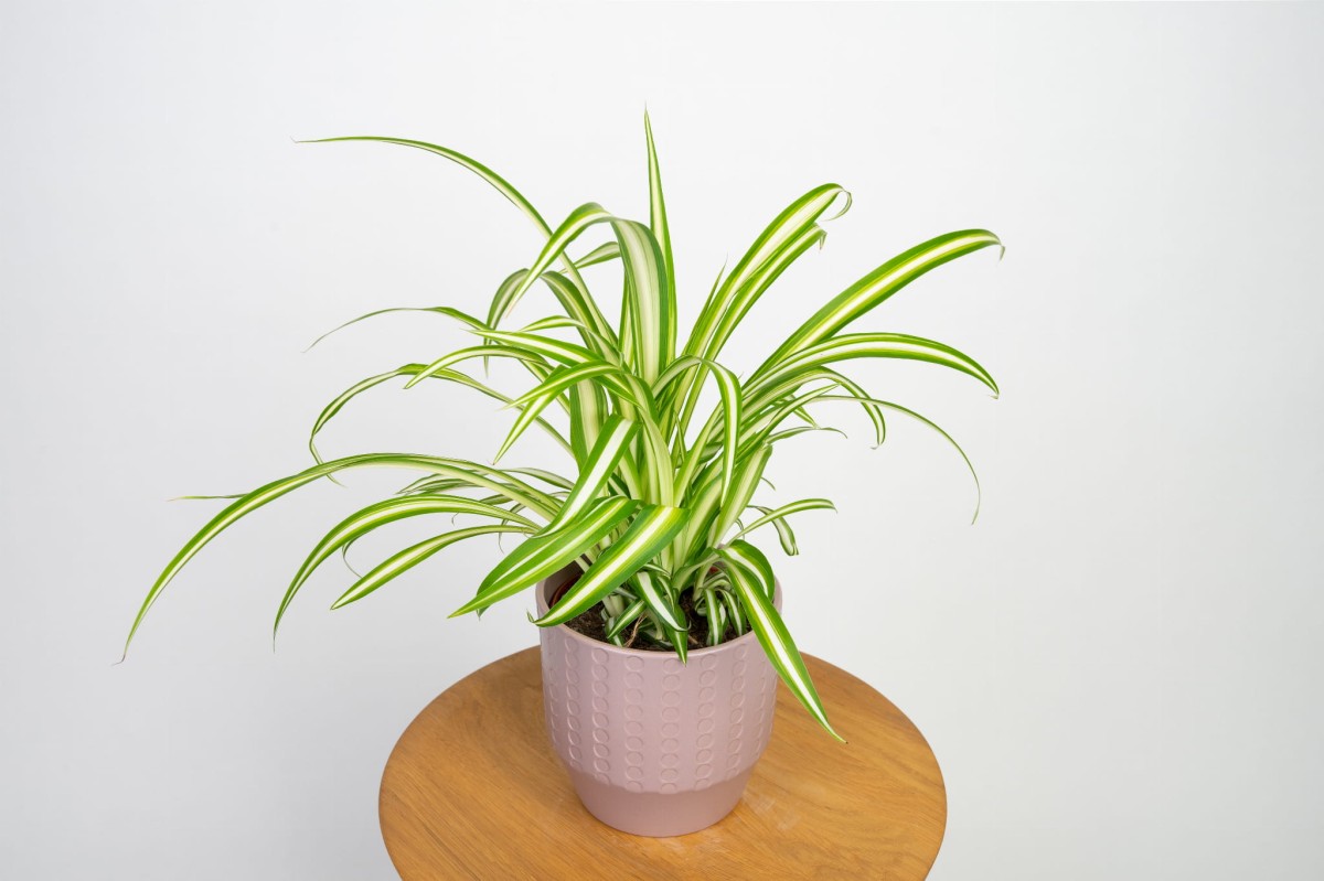 zielistka-chlorophytum-comosum-variegatum-04.jpg