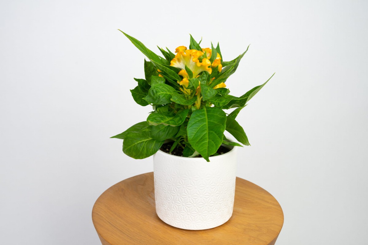 celozja-grzebieniasta-zolta-celosia-cristata-2.jpg
