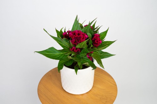 Celozja grzebieniasta różowa (Celosia cristata)