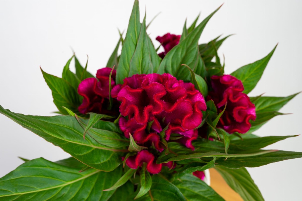 celozja-grzebieniasta-rozowa-celosia-cristata-kwiaty-03.jpg