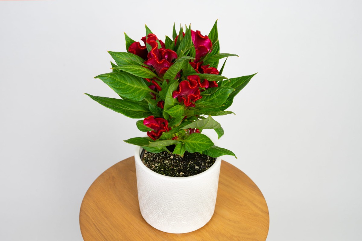 celozja-grzebieniasta-czerwona-celosia-cristata-02.jpg