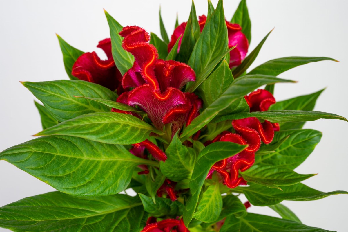 celozja-grzebieniasta-czerwona-celosia-cristata-kwiat-02.jpg