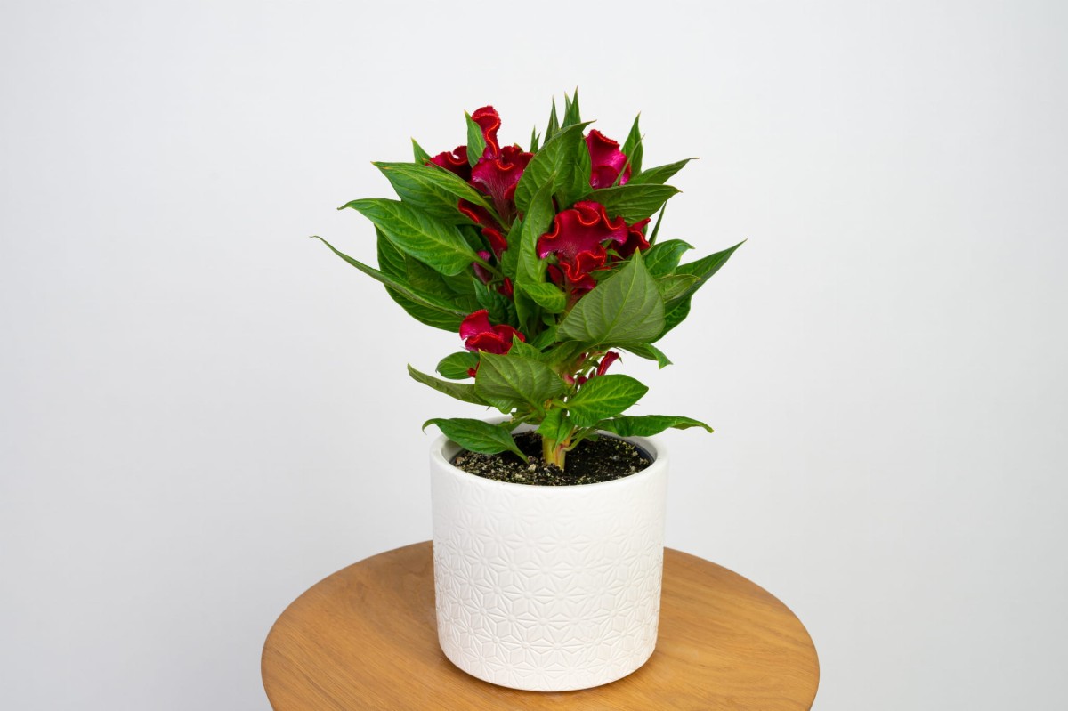 celozja-grzebieniasta-czerwona-celosia-cristata.jpg