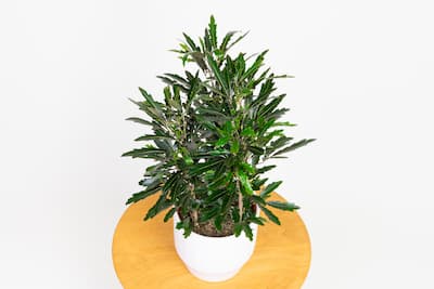 Plerandra Elegantissima (Szeflera Dizygotheca-Najwytworniejsza) Plerandra-elegantissima-szeflera-dizygotheca-najwytworniejsza