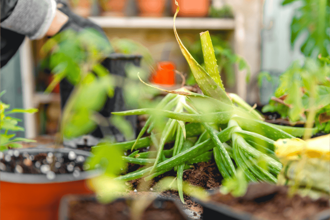 Aloes w doniczce jak pielęgnować