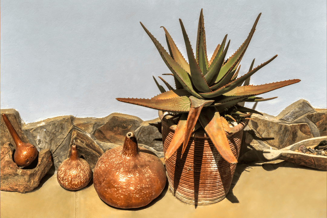 Aloes w doniczce jak pielęgnować