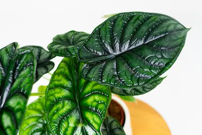 Alocasia baginda 'Dragon Scale ALOCASIA-BAGINDA-DRAGON-SCALE