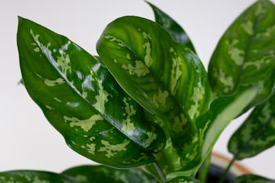 Aglaonema Maria
