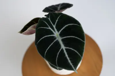 ALOCASIA BLACK VELVET Alocasia Black Velvet – aksamitne, ciemne liście