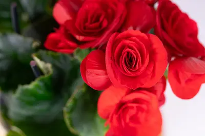 Begonia bulwiasta - czerwona