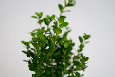 bukszpan-wieczniezielony-buxus-sempervirens Bukszpan wieczniezielony w doniczce