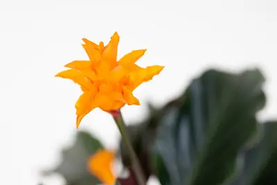 Calathea Goeppertia crocata 'Tassmania' (Kalatea)