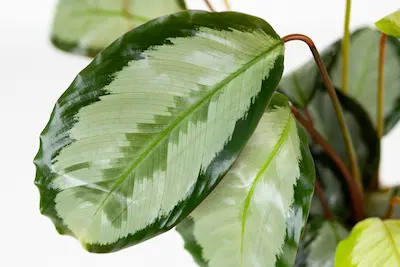Calathea picturata 'Argentea' Kalatea obrzeżona Calathea-picturata-Argentea-Kalatea-obrzeżona