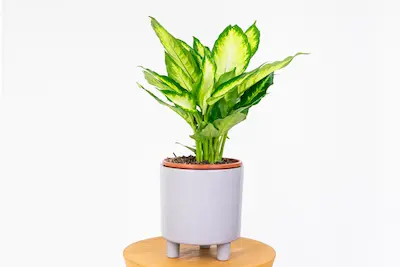DIFFENBACHIA MACULATA 'CAMILLA' DIEFFENBACHIA-MACULATA-CAMILLA