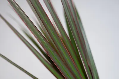 dracaena-marginata-dracena-obrzezona Dracena marginata – smukła roślina doniczkowa z bordowymi liśćmi