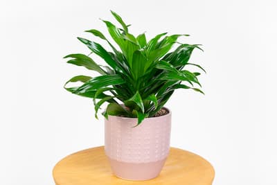 Dracaena fragrans 'Compacta' Dracena Dracaena fragrans 'Compacta' Dracena