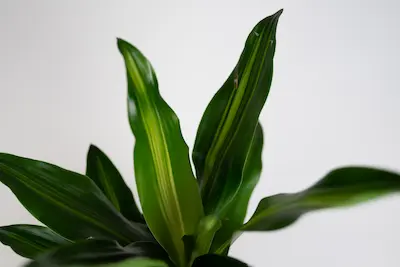 DRACENA 'CINTHO' (DRACAENA FRAGRANS) DRACENA CINTHO