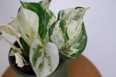 epipremnum-njoy-pnaca-roslina-doniczkowa Epipremnum aureum N'joy – pnącze z biało-zielonymi liśćmi