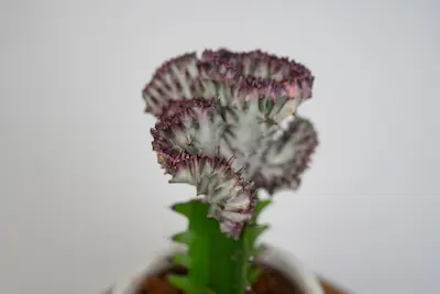 euphorbia-lactea-cristata Euphorbia lactea Cristata w doniczce