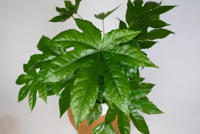 fatsja-japonska-fatsia-japonica Fatsja japońska w doniczce – egzotyczna roślina do cienia