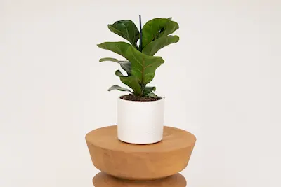 Fikus lyrata (ficus dębolistny)