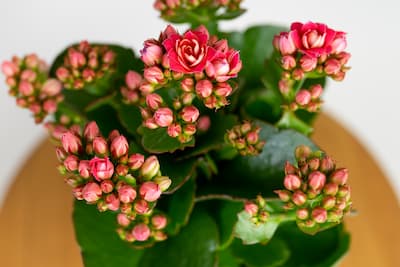 Czerwone kalanchoe w srebrnym koszyku – prezent dla mamy, babci lub nauczyciela