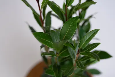 LAUR SZLACHETNY (LAURUS NOBILIS) Laur Szlachetny – roślina przyprawowa i dekoracyjna