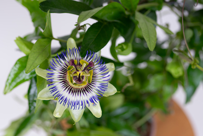 Męczennica BŁĘKITNA ( CAERULEA Passiflora )