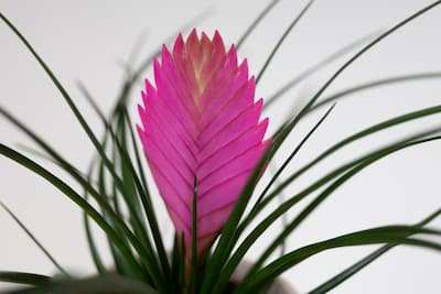 Oplątwa 'Tillandsia Cyanea'