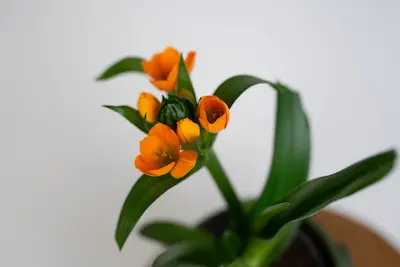 ORNITHOGALUM ŚNIEDEK Ornithogalum Śniedek – białe kwiaty cebulowe