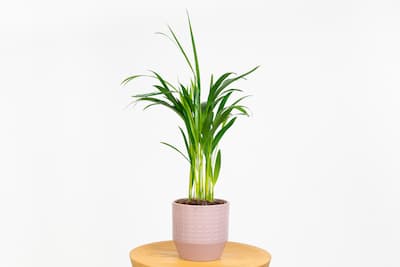 Palma-areka-dypsis-lutescens-zielona-flora Palma-areka-dypsis-lutescens