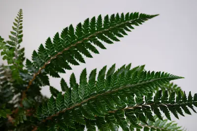 paprotnik-chinski-polystichum-tsus-simense Paprotnik chiński w doniczce – roślina doniczkowa cieniolubna