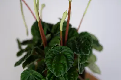 peperomia-caperata-lilian peperomia-caperata-lilian